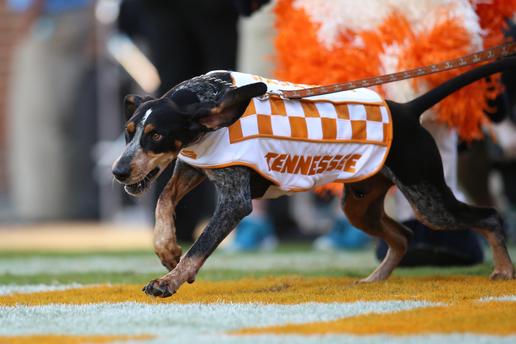 SMOKEY TN VOLS MASCOT EVERYTHING YOU WANT TO KNOW